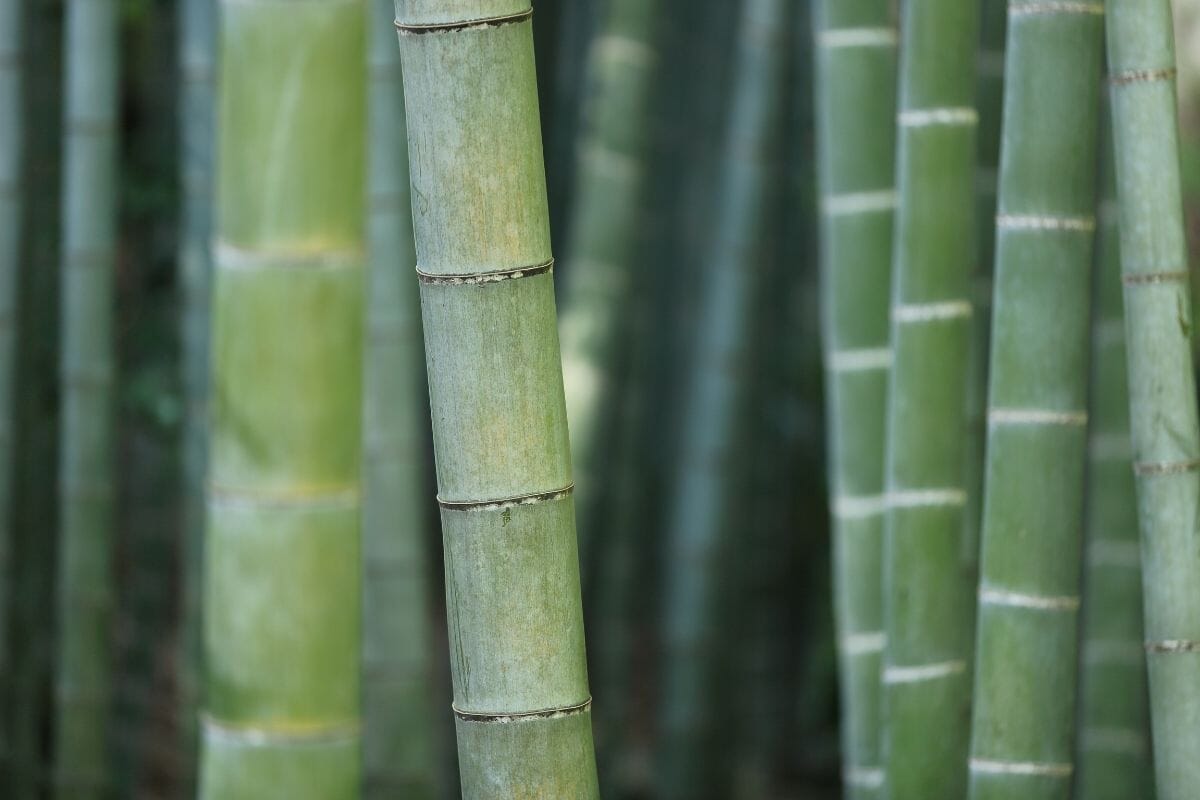 9 Advantages of Bamboo Products