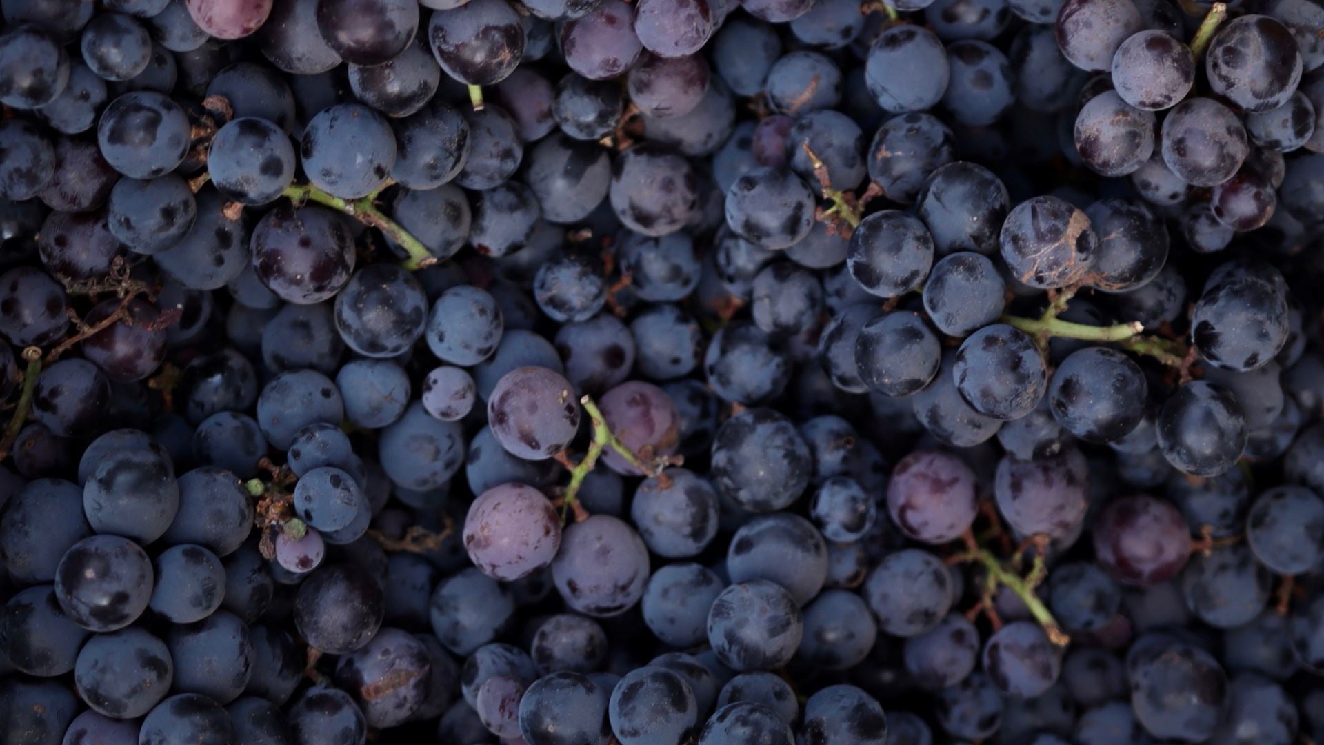 The Power Of Grapes: 15 Health Benefits